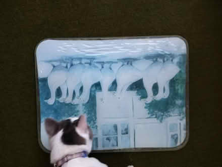 Photo of free Glass Kitchen Surface Protector (High Shincliffe DH1) #1