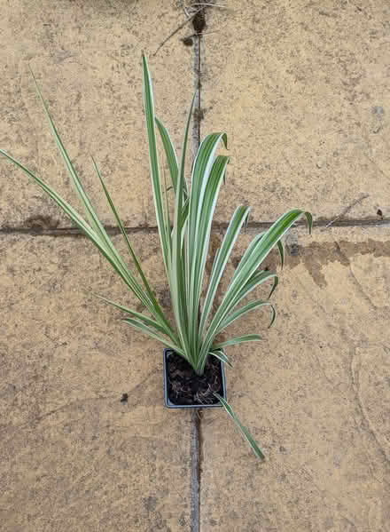 Photo of free Spider plants (Chesham HP5) #1