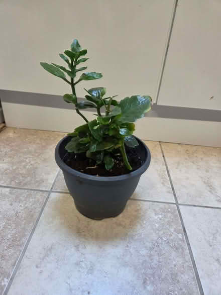 Photo of free Indoor plant that produces pretty flowers (Duffield DE56) #1