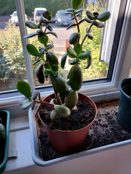 Photo of free Jade Plant (Bratton) #1
