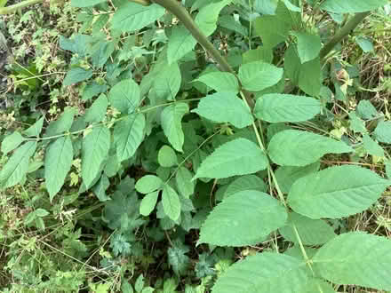 Photo of free Small tree (Caton LA2) #1