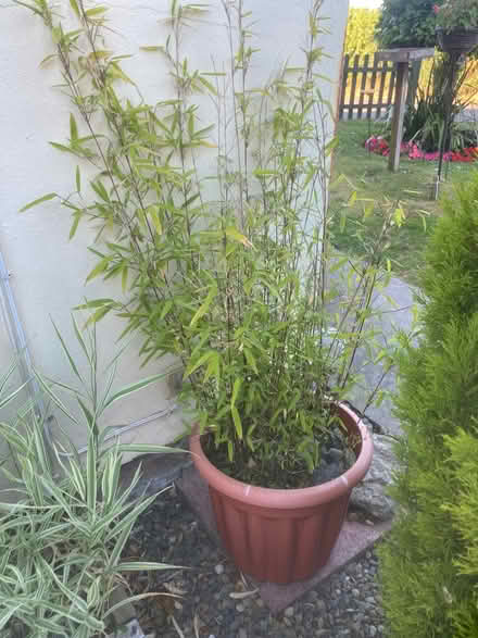 Photo of free Bamboo (Wentnor SY9) #1