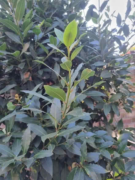 Photo of free Fresh bay leaves. (Alperton HA0) #2