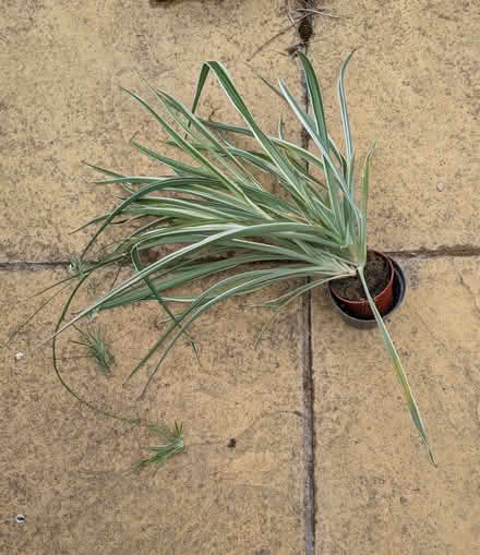 Photo of free Spider plants (Chesham HP5) #3