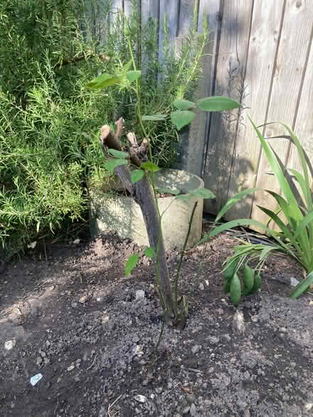 Photo of free 4 rose bushes (Harringay N4) #4