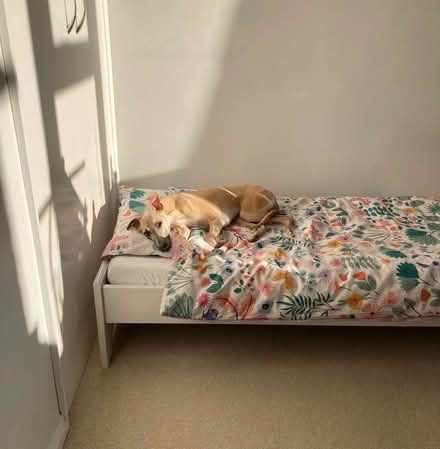 Photo of free Toddler bed (Ashton Green BN8) #2