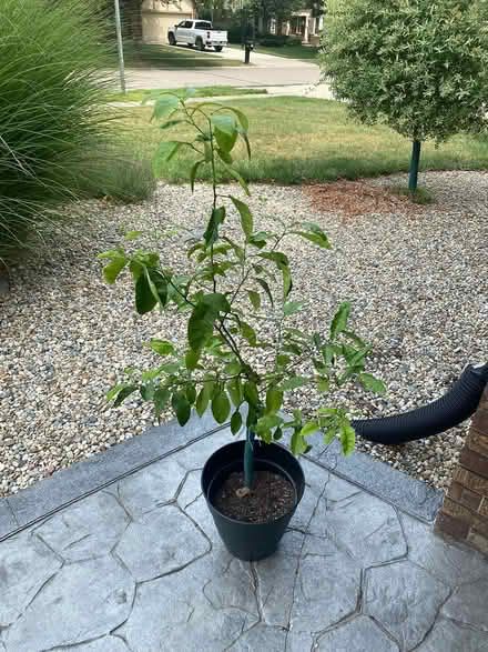 Photo of free Orange tree, pots, & fertilizer (Northwest Livonia) #1
