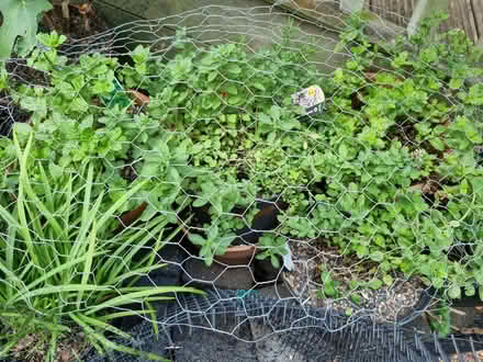 Photo of free Chicken wire (Forest Hill SE23) #2