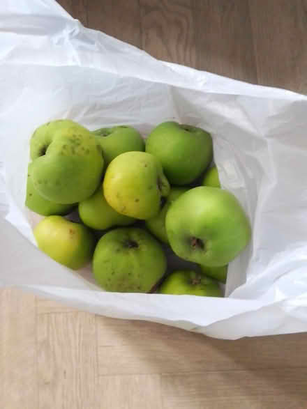 Photo of free Windfall cooking apples (Killamarsh S21) #1