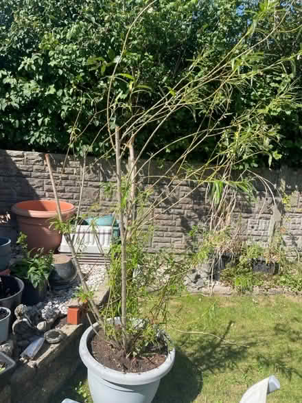 Photo of free Weeping willow (Chorley PR7 1) #1
