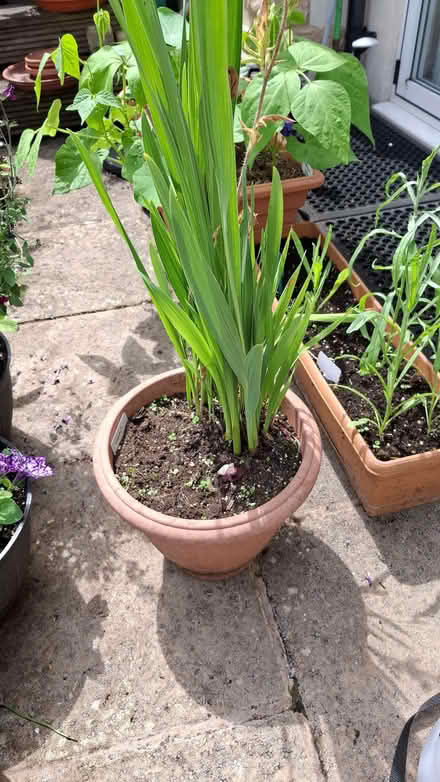 Photo of free Gladioli. (Forest Green GL6) #2