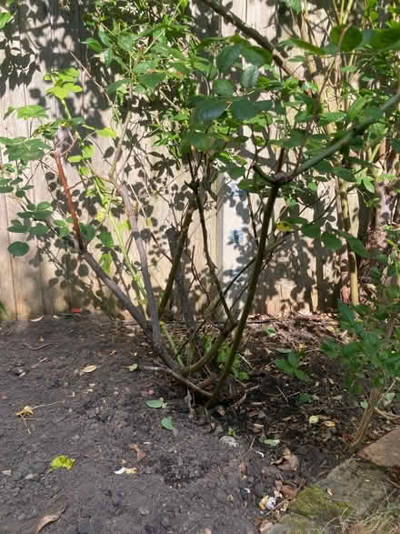 Photo of free 4 rose bushes (Harringay N4) #2