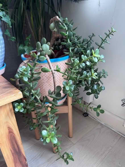 Photo of free House plants 🪴 (Caerphilly CF83) #4