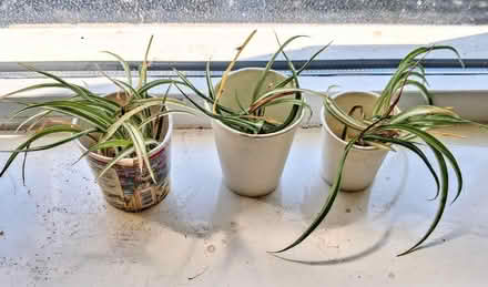 Photo of free spider plants shoots ready to plant (Bellevue EH7) #1