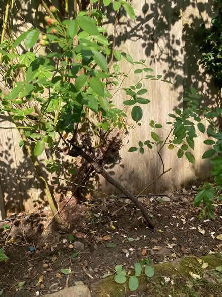 Photo of free 4 rose bushes (Harringay N4) #3