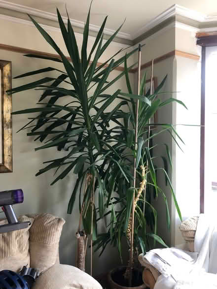 Photo of free Large yakka plants (Waterlooville PO7) #1