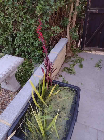 Photo of free Pond plants (Eltham SE9) #2
