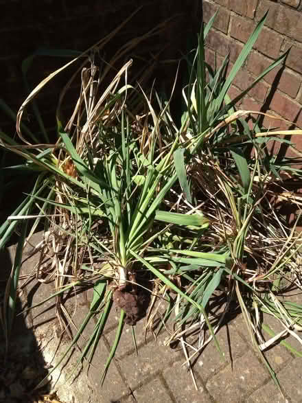 Photo of free Lots of outdoor yukka plants (Maidenhead SL6) #1