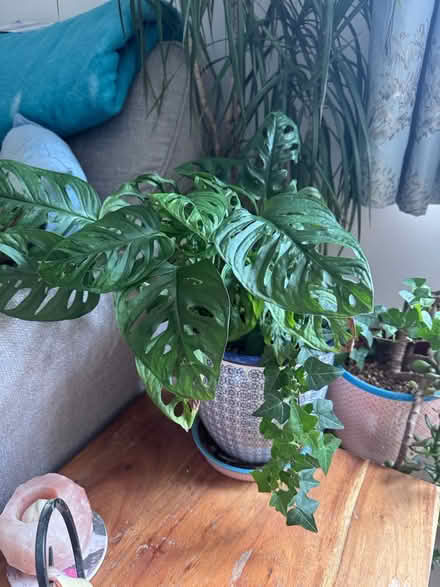 Photo of free House plants 🪴 (Caerphilly CF83) #2
