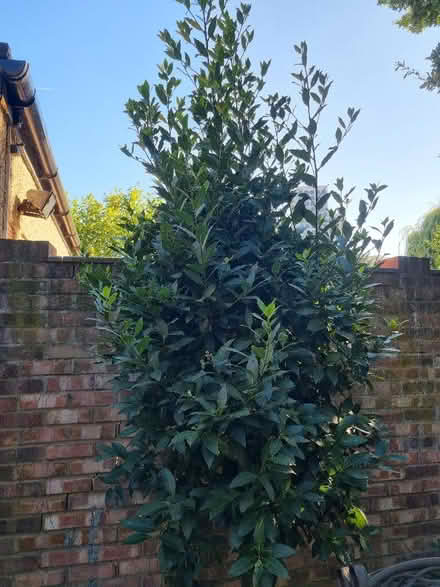 Photo of free Fresh bay leaves. (Alperton HA0) #1