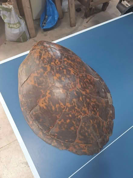 Photo of free Turtleshell (Hyde GL6) #1