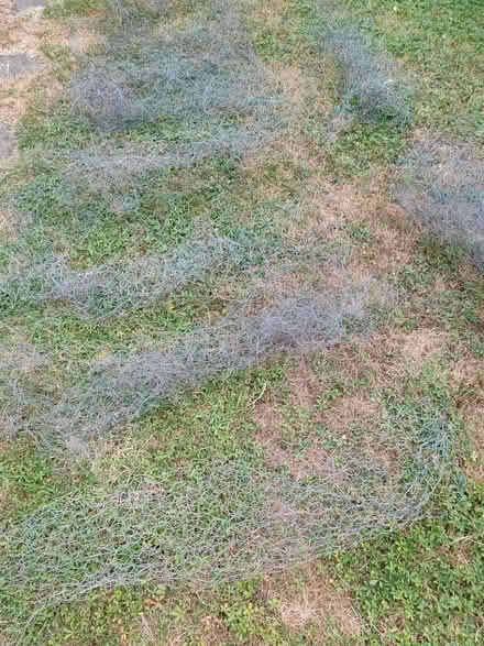 Photo of free Chicken wire (Hamstreet TN26) #1