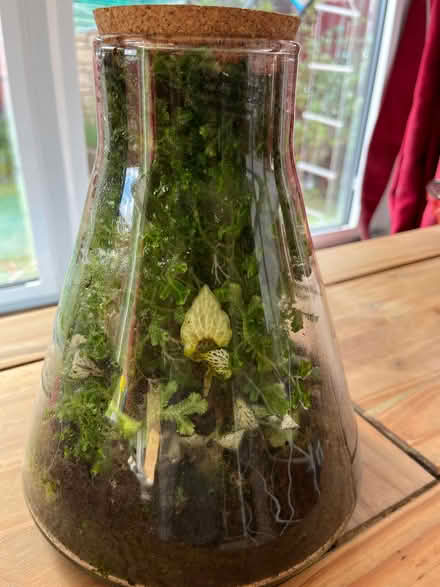 Photo of free Terrarium (Gogarloch EH12) #1