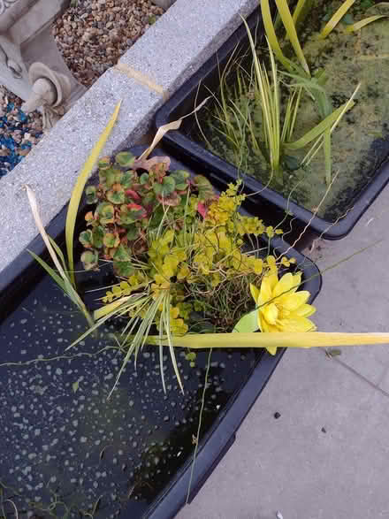 Photo of free Pond plants (Eltham SE9) #1