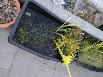 Photo of free Pond plants (Eltham SE9) #4