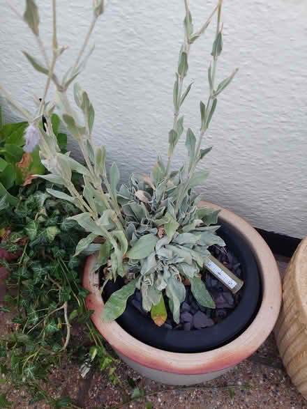Photo of free Plant seeds/flower rose campion (Laindon) #1