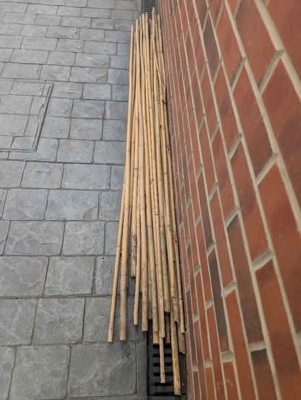 Photo of free Bamboo canes (Wadsley S6) #1