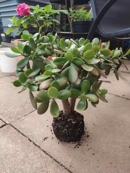 Photo of free Jade (Longbridge, B31) #2