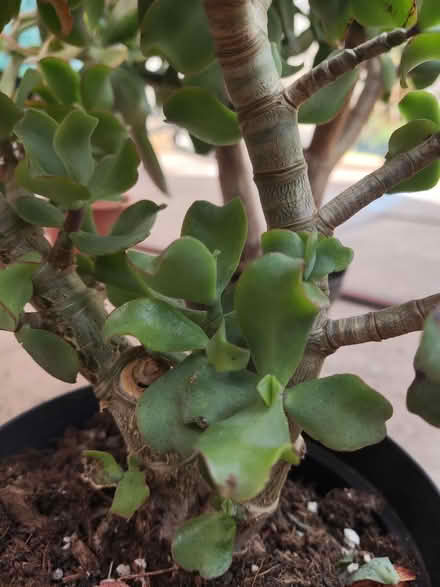 Photo of free 3 house plants (Longbridge, B31) #3