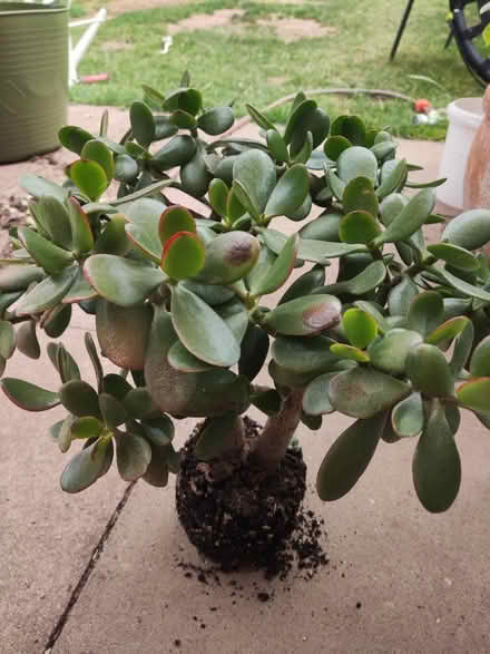 Photo of free Jade (Longbridge, B31) #1