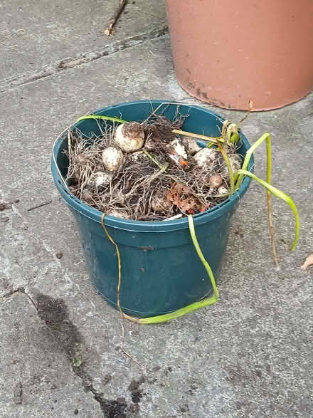 Photo of free Spring Bulbs (Willington DL15) #1