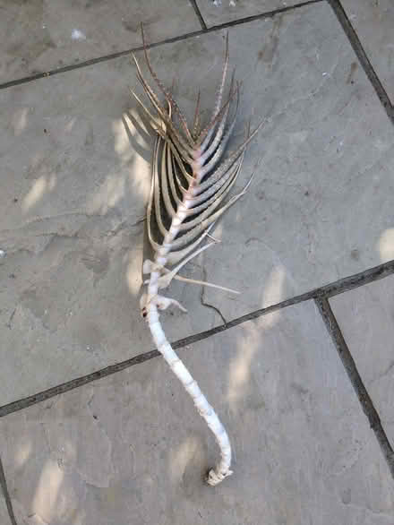 Photo of free Aloe vera cutting (Holt Park LS16) #1