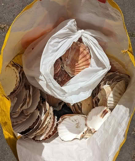 Photo of free Collection of Sea Shells (PL4 Greenbank.) #2