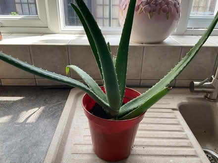 Photo of free Aloe Vera plants (Western Downs ST17) #1