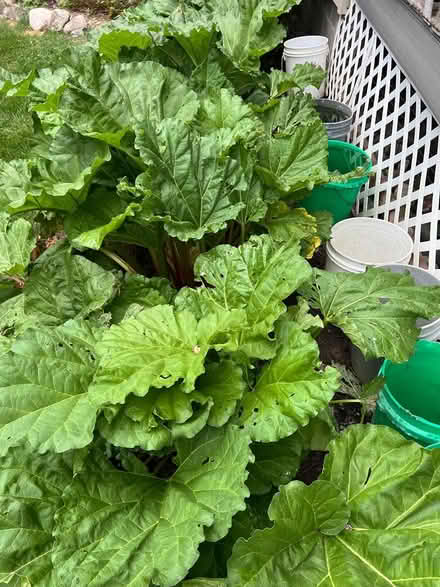 Photo of free fresh rhubarb (Hinchey Rd, Marion Twp) #2