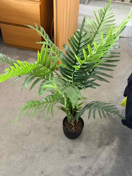 Photo of free Fake plant (Coventry CV6) #2
