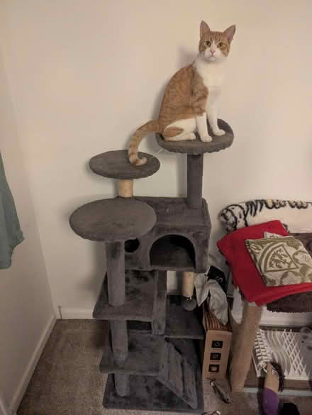 Photo of free Cat tower (Harmans Water RG12) #1
