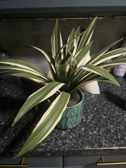 Photo of free Fake Plant (Caledonian Road, N7) #1