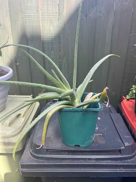 Photo of free Aloe vera plant (Bletchley MK2) #1