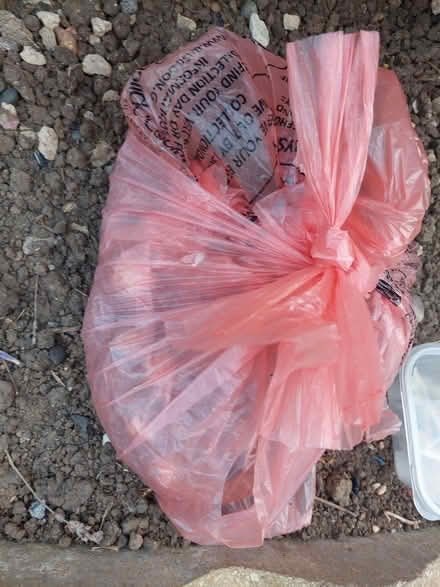 Photo of free Spanish blue Bell bulbs (Laindon) #2