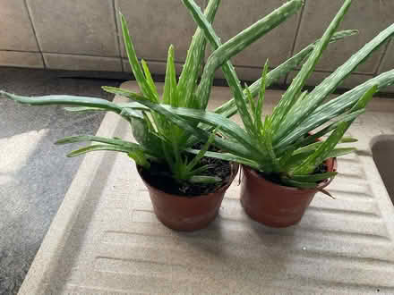 Photo of free Aloe Vera plants (Western Downs ST17) #2
