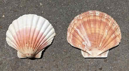 Photo of free Collection of Sea Shells (PL4 Greenbank.) #1