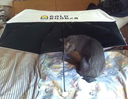 Photo of free Amtrak GoldRunner Parasol/Umbrella (Oakland) #1