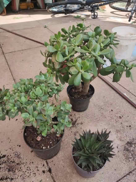 Photo of free 3 house plants (Longbridge, B31) #1