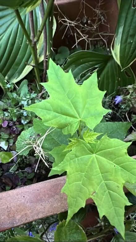 Photo of free 1 Sycamore and 2 Norway Maple self seeded saplings (Knaresborough HG5) #1