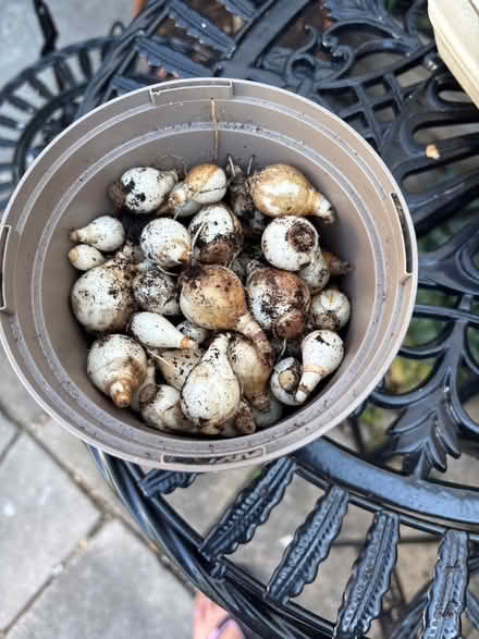 Photo of free Daffodil bulbs (BH23 1HX) #1